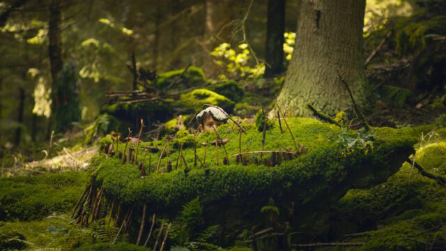 Martin og den magiske skov
